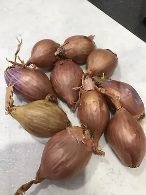 10 Dakota Red Potato Onions - Rare Very Limited Stock • £12.45