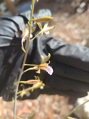 Blooming Size Eulophia Graminea Ground Mini Orchid Chinese Crown • $19.95