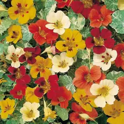 Flower - NASTURTIUM CLIMBING - JEWEL OF AFRICA - 25 Premium Quality Seeds - 1st • £3.49