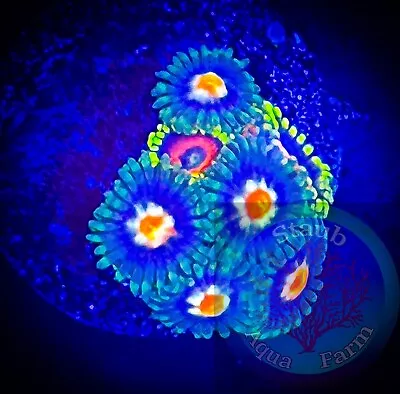 SAF~Stargazer Zoanthid Coral Frag Colony “WYSIWYG” Paly Zoa • $24.99