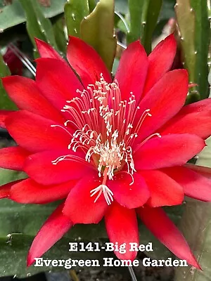 Rooted Epiphyllum Orchid Cactus “Big Red” Growing In 4” Starter Pot. • $25