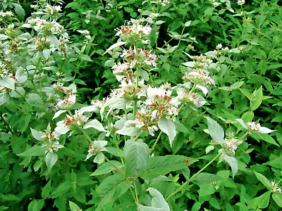 501+MOUNTAIN MINT Seeds Native Wildflower Edible Herb Drought Poor Soils Shade • $3.25