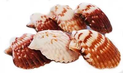 50 Large Calico Scallops 2-2 1/2  Shell Seashells Nautical Craft Beach Wedding • $26.99