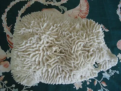 $400 • Buy Natural Coral Calcium Carbonate Skeleton Brain Coral Large