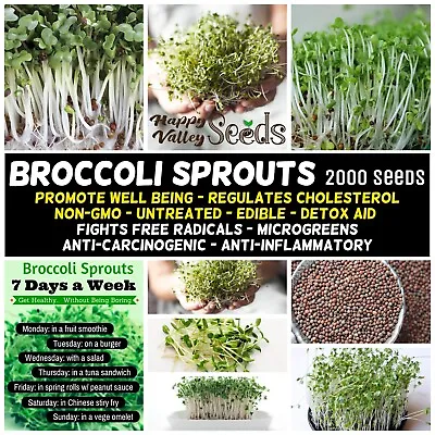 BROCCOLI Sprout 2000 Seeds Spouts Sprouting Spring Summer Autumn Winter EASYGROW • $4.99