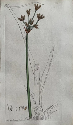 £68.67 • Buy Original Antique Print - Botanical Art Print - James Sowerby - Scirpus