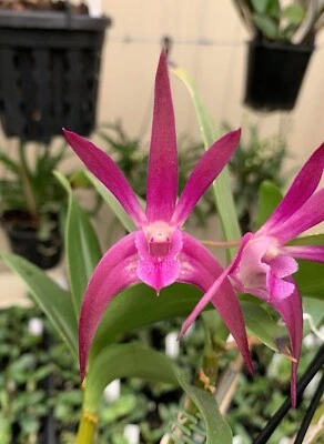$13.95 • Buy Orchids Dendrobium Lorikeet 'Mel' X Cosmic Gold 'Sandy' Seedling 50mm Pots