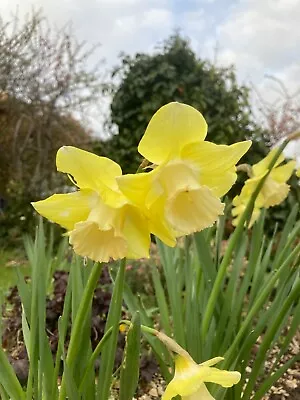 10 Daffodil 'Verdin' Bulbs (Narcissus) Free Postage UK • £14.50