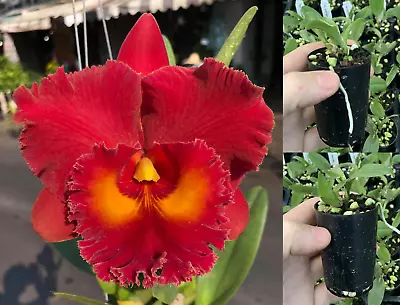 RON Cattleya Orchid Rlc. Siam Red MERICLONE 50mm Pot Size • $12