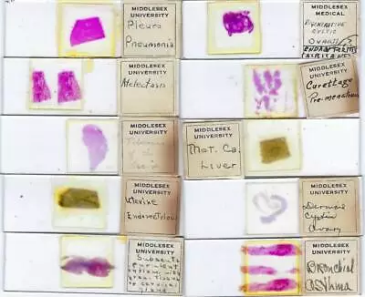 Human Pathology Microscope Slides (AA) • $10