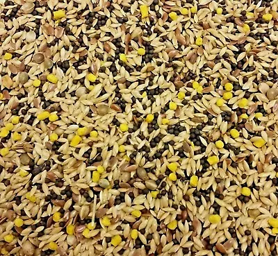 CANARY SEED Caged Wild Birds Feed Millet Njyer Biscuits Hemp Food Mix Bp Treats  • £11.39