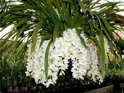 Cymbidium Orchid - Sarah Jean 'Ice Cascade' - 2 Spikes • $50