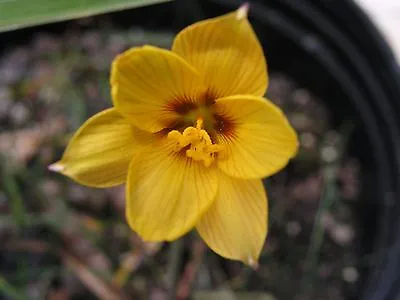 Rain Lily Habranthus Tubispathus Var. Texanus #01 2 Bulbs NEW Zephyranthes • $18
