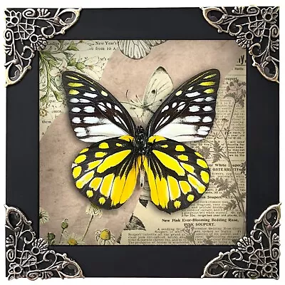 Vintage Butterfly Framed Real Taxidermy Insect Bug Open Wings Gift For Lover • $37.05