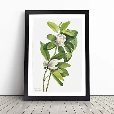 Swamp Magnolia By Mary Vaux Walcott Wall Art Print Framed Canvas Picture Poster • $37.83