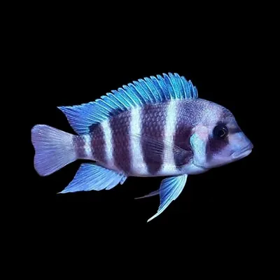 Zambia Blue Humphead Cichlid | Cyphotilapia Frontosa «Zambia Blue» | Tanganyika • £41.75