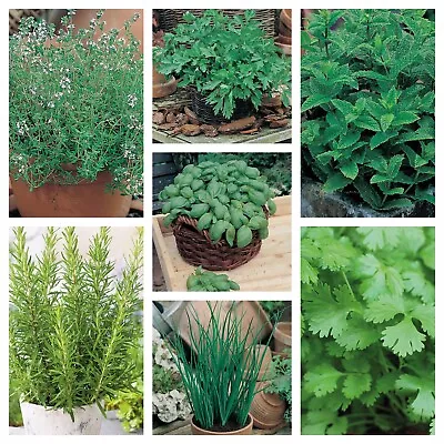 Premium Garden Herb Seeds Collection Basil Chive Parsley Thyme Coriander Mint UK • £6.95