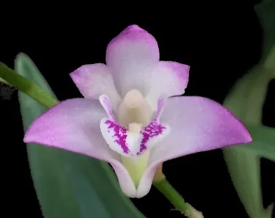 Dendrobium__KINGIANUM__species VERY FRAGRANT Miniature Flower Orchid SUPER Easy • $13.79