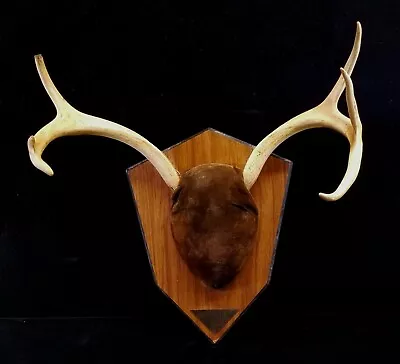 Vintage Small 3 Point Deer Antler Mounted On San Angelo TX Particle Board Kit  • $29.99