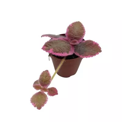 Variegated Flame Violet 2 Inch Pot Pink Smoke Episcia Cupreata Unique Homegr • $24.99