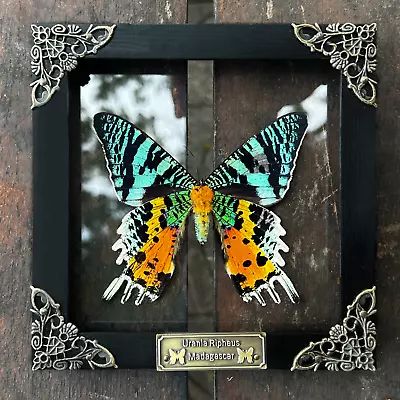 Real Insect Butterflies Shadow Box Oddities Bugs Gothic Decor Taxidermy Dead Art • $53.20