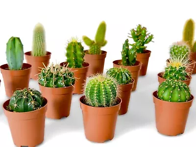 Mixed Cactus Plants Collection  Mix Assorted Varieties Houseplants (5.5cm Pots) • £6.99