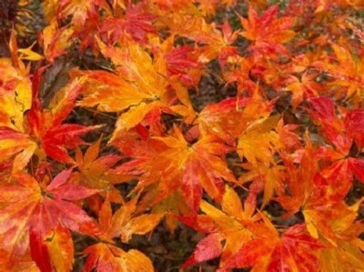 $5 • Buy Kihachijo Japanese Maple Seeds