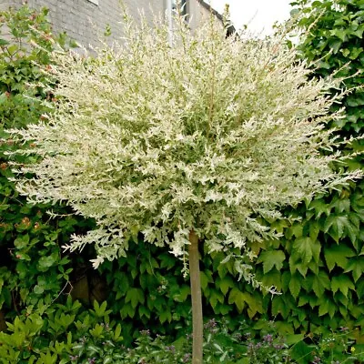 Salix Integra 'Hakuro-nishiki' Flamingo Willow 60cm Standard Tree In A 2L Pot • £26.99