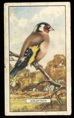 Tobacco Card Gallaher BRITISH BIRDS 1937 Goldfinch #2 • £2