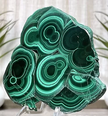 181g MALACHITE SLAB 💚 Green Mineral Slice Chakra Witch Crystal Specimen Reiki • $199