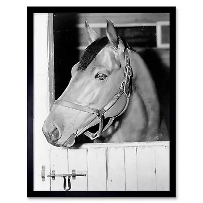 Vintage Photography Sport Animal Portrait Seabiscuit Racehorse Framed Art Print • £11.99