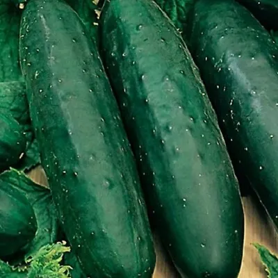 Marketmore 76 Cucumber Seeds | NON-GMO | Heirloom | Fresh Garden Seeds • $160