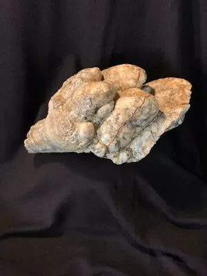 Mastodon Molar Fossil  • $200