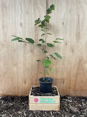 £16.99 • Buy Hazel Nut Tree / Bush 🌰 🐿️ Corylus Avellana - Approx 60/80cm / 2L Pot 🇬🇧 UK