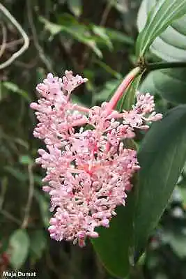 Medinilla Myriantha - Malaysian Orchid - Beautiful Pink Flowers - 5 Seeds - Rare • $7