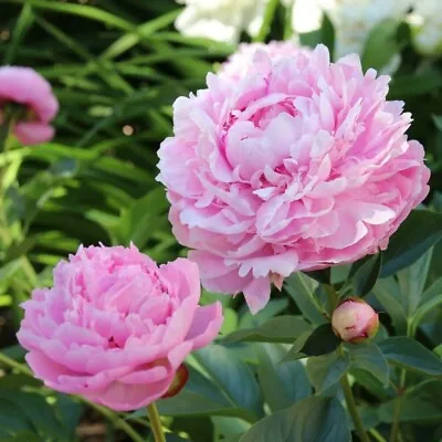 PEONY Sarah Bernhardt - BARE ROOT DOUBLE PAEONY - Perennial Garden Plant TUBER • £8.95