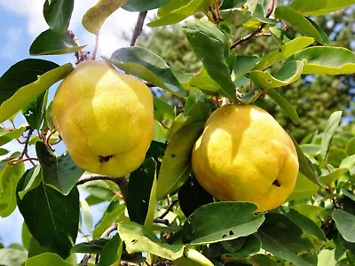 4x Quince Seeds - Grown Your Own Quince Fruit Tree - UK Seller • £3.99