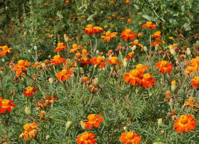 Marigold NEMATODE CONTROL MIX Beneficial HEIRLOOM TALL Edible Non-GMO 200 Seeds! • $3.98