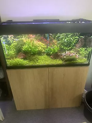 £5 • Buy Hemianthus Live Aquarium Plants In Vitro - Aquatic Tropical Fish Aquasc Carpet