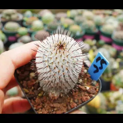 Rare Succulent Plant Mammillaria Perezdelarosae Subs.andersoniana  • $9.99