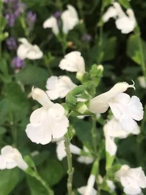 3x Salvia Walsingham White Plug Plants Sage Perennial Pure White Flowers • £9.95