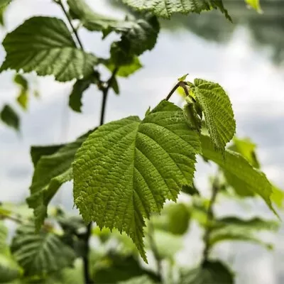 £5 • Buy Hazel Tree (Corylus Avellana)