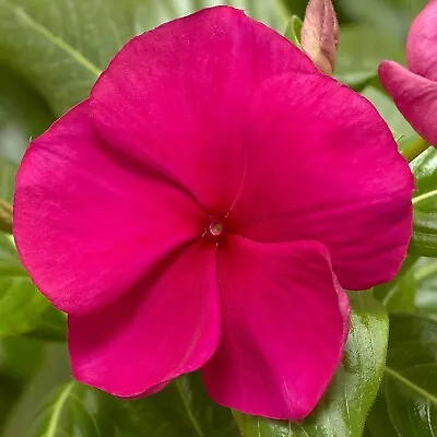 Vinca Seeds Cora XDR Hot Gentia 25 Seeds New Variety 2020 • $4.75