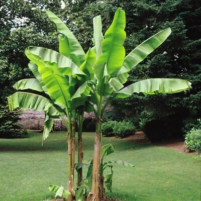 Musa Basjoo. The Hardy Banana Plant. Exotic Perennial Supplied As Plug Plant • £12.95