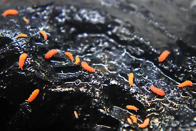 Red Bilobella Braunerae Springtails - Rare Bioactive Clean Up Terrarium • £17