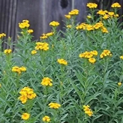 50+ Tarragon Seeds (Tagetes Lucida) - Mexican Mint Medicinal Herb Spice & Flower • $1.99