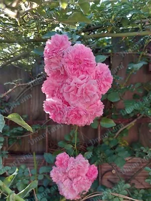 2 (two) Heirloom 7 Seven Sisters Pink Rose Bush Rambler Multiflora Live Plant • $32