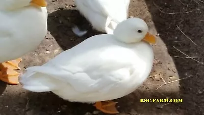 10+2 Call (dwarf Size) Duck Hatching Eggs (Mix Of Separate Pens) • $89