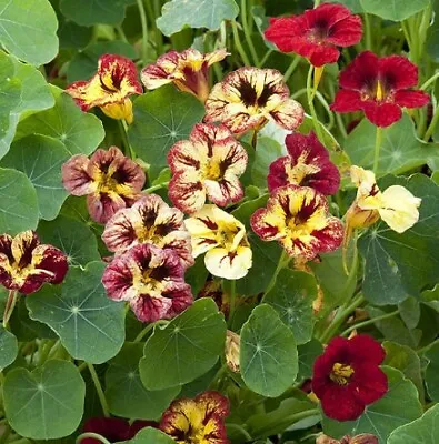 PICK & MIX Premium NASTURTIUM Flower Seeds ICE-CREAM SUNDAE Butterfly BEE LOVE • £2.24