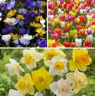 Spring Flowering Bulbs-Tulips-Daffodils-Crocus-Bluebells-Hyacinths-Fritillaria • £6.50